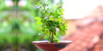 Tulsi Plant Benefits