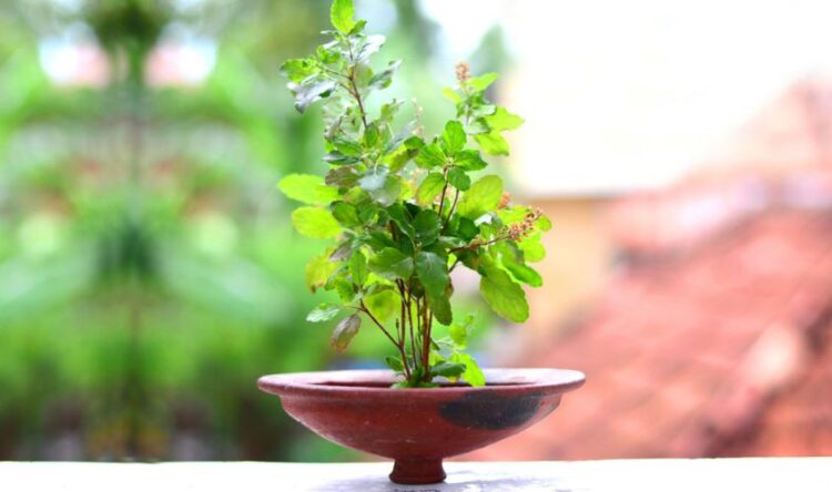 Tulsi Plant Benefits