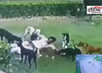 AMU, AMU Dog Attack