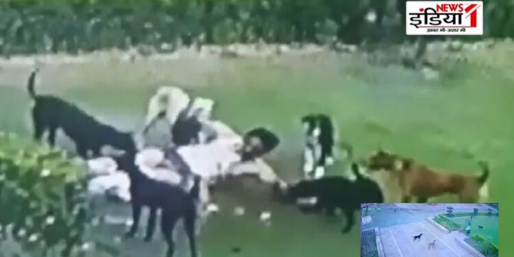 AMU, AMU Dog Attack