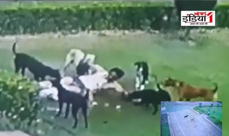AMU, AMU Dog Attack
