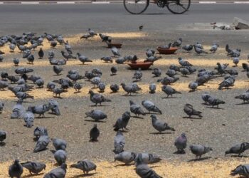 Delhi News: आख़िर क्यों कहा जा रहा है कबूतरों वाले चौराहे को बीमारी का अड्डा? आइए जानें क्या है पूरा मामला