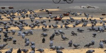 Delhi News: आख़िर क्यों कहा जा रहा है कबूतरों वाले चौराहे को बीमारी का अड्डा? आइए जानें क्या है पूरा मामला
