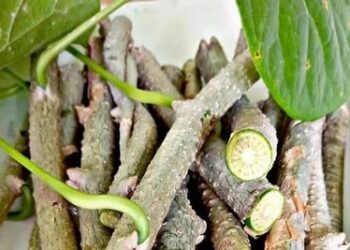 Giloy Health Benefits