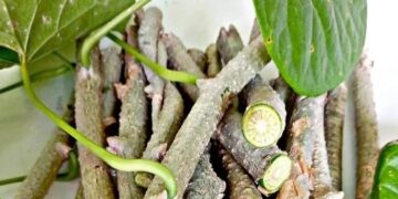 Giloy Health Benefits