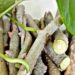 Giloy Health Benefits