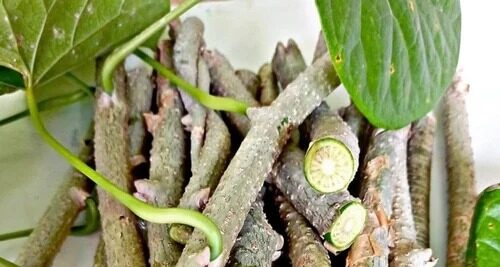 Giloy Health Benefits