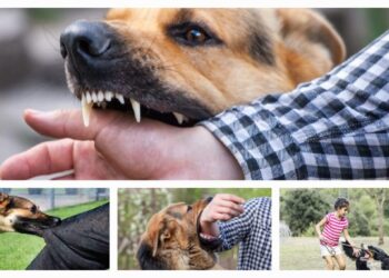 क्या रेबीज वैक्सीन के बाद भी हैं खतरा? बच्चे की मौत से उठे सवाल, जानिए कितना असरदार है ये टीका