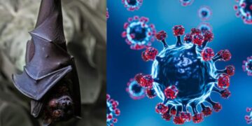 कोविड का फिर डर? चीन में मिला बैट वायरस, क्या चमगादड़ों से इंसानों तक फैलेगा यह जानलेवा वायरस