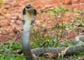 Snake prevention tips for monsoon