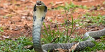 Snake prevention tips for monsoon