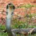 Snake prevention tips for monsoon