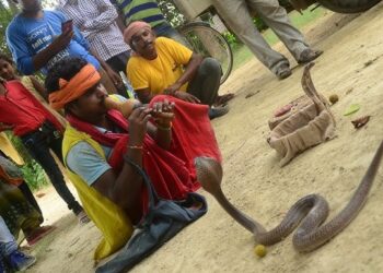 क्या सच में बीन की धुन पर नाचते हैं सांप “नृत्य” भ्रम है या सच? जानिए इसके पीछे की असली कहानी