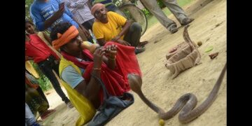 क्या सच में बीन की धुन पर नाचते हैं सांप “नृत्य” भ्रम है या सच? जानिए इसके पीछे की असली कहानी