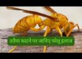 क्या आपको ततैया ने मार दिया है डंक बिल्कुल ना घबराए,अपनाएं ये घरेलू नुस्खे तुरंत दर्द और सूजन से आराम पाएं