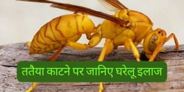 क्या आपको ततैया ने मार दिया है डंक बिल्कुल ना घबराए,अपनाएं ये घरेलू नुस्खे तुरंत दर्द और सूजन से आराम पाएं