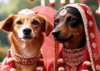 सक्सेसफुल हुई कुत्ता सेवानंद और कुतिया विचित्र कुमारी की लव स्टोरी, अब हिन्दू रीति-रिवाज से दोनों की होने जा रही शादी