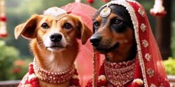 सक्सेसफुल हुई कुत्ता सेवानंद और कुतिया विचित्र कुमारी की लव स्टोरी, अब हिन्दू रीति-रिवाज से दोनों की होने जा रही शादी