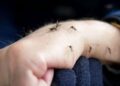 Why mosquitoes bite some people more than others