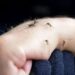 Why mosquitoes bite some people more than others