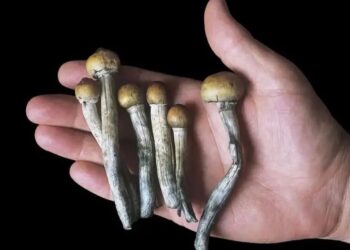 psilocybin relieves depression in cancer patients