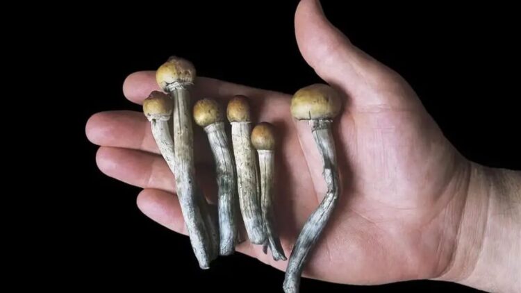 psilocybin relieves depression in cancer patients
