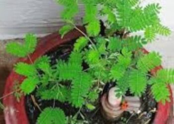 How to identify real Shami plant