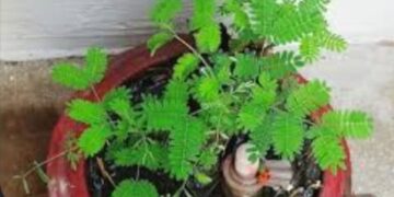 How to identify real Shami plant