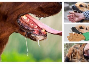 Rabies:सिर्फ कुत्ते ही नहीं और भी जानवर फैला सकते हैं रेबीज़ जानिए लक्षण और बचाव के तरीक़े