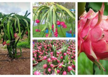 Dragon fruit Farmer: किसकी खेती से बनीं आत्मनिर्भर खेतों में बहाया पसीना, बदली किस्मत, आज कमा रही लाखों