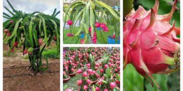 Dragon fruit Farmer: किसकी खेती से बनीं आत्मनिर्भर खेतों में बहाया पसीना, बदली किस्मत, आज कमा रही लाखों