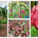 Dragon fruit Farmer: किसकी खेती से बनीं आत्मनिर्भर खेतों में बहाया पसीना, बदली किस्मत, आज कमा रही लाखों