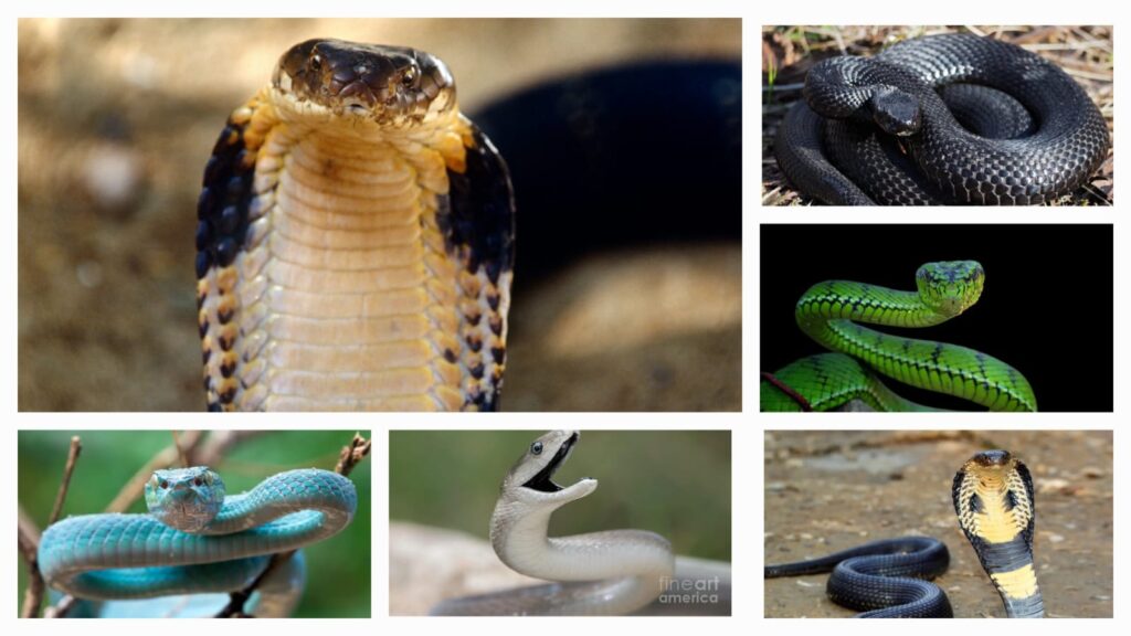 World Snake Day awareness