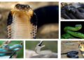 World Snake Day awareness