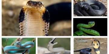 World Snake Day awareness