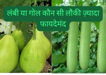 Difference between long and round bottle gourd