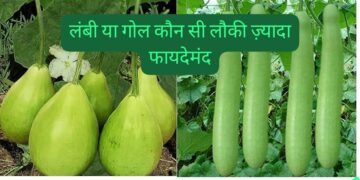 Difference between long and round bottle gourd