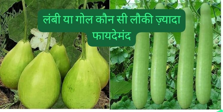 Difference between long and round bottle gourd