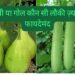 Difference between long and round bottle gourd