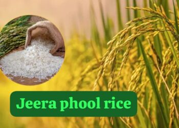Chhattisgarh Jeeraphool Rice Most Expensive Aromatic Organic Rice