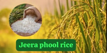 Chhattisgarh Jeeraphool Rice Most Expensive Aromatic Organic Rice