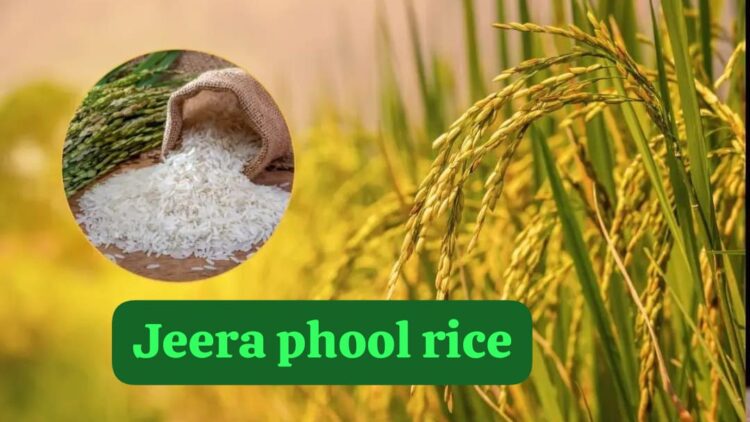 Chhattisgarh Jeeraphool Rice Most Expensive Aromatic Organic Rice