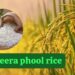 Chhattisgarh Jeeraphool Rice Most Expensive Aromatic Organic Rice