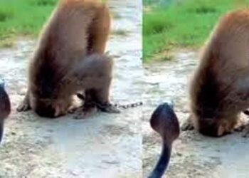 नाग पंचमी पर हुआ बड़ा चमत्कार, बंदर ने सांप को सिर झुकाकर किया प्रणाम फिर गले में लपेटकर हो गया गुम