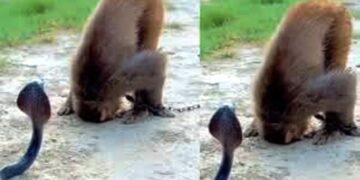 नाग पंचमी पर हुआ बड़ा चमत्कार, बंदर ने सांप को सिर झुकाकर किया प्रणाम फिर गले में लपेटकर हो गया गुम