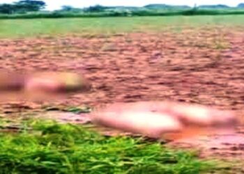 Jhansi News: 1 बोरी में धड़-हाथ-पैर और दूसरी में मिला जांघ का हिस्सा, युवती के कटे सिर को खोज नहीं पाया जासूस कुत्ता