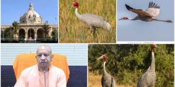 Sarus Crane Circuit से बढ़ेगा संरक्षण और पर्यटन,कौन से जिलों को जोड़ेगा सर्किट, क्या इससे स्थानीय रोजगार भरेगा ऊंची उड़ान