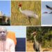 Sarus Crane Circuit से बढ़ेगा संरक्षण और पर्यटन,कौन से जिलों को जोड़ेगा सर्किट, क्या इससे स्थानीय रोजगार भरेगा ऊंची उड़ान