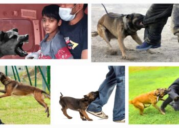 Animal lover: इसको भी देखे, सात महीनों में 33 लाख लोग बने शिकार, आवारा कुत्तों से सबसे ज्यादा मामले, किसने दिए आंकड़े