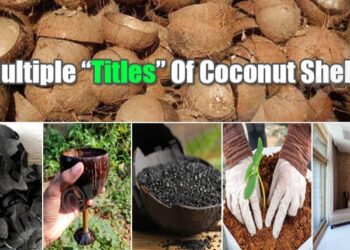 how to use coconut shell at home